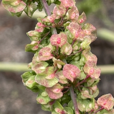 Rumex crispus (Curled Dock) at Namadgi National Park - 6 Dec 2021 by JaneR