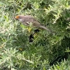 Anthochaera chrysoptera (Little Wattlebird) at Ulladulla, NSW - 5 Dec 2021 by vivdavo