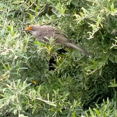 Anthochaera chrysoptera (Little Wattlebird) at Ulladulla, NSW - 5 Dec 2021 by vivdavo