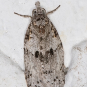 Isotenes miserana at Melba, ACT - 2 Oct 2021 09:20 PM