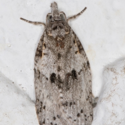 Isotenes miserana (Orange Fruit Borer) at Melba, ACT - 2 Oct 2021 by kasiaaus