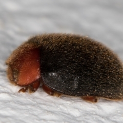 Scymnodes sp. (genus) (Unidentified Scymnodes ladybird) at Melba, ACT - 2 Oct 2021 by kasiaaus