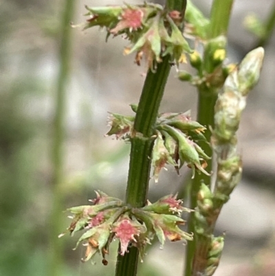 Rumex brownii (Slender Dock) at Booth, ACT - 6 Dec 2021 by JaneR