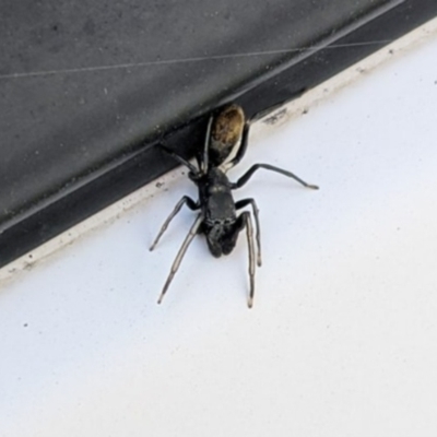Myrmarachne (genus) (Unidentified Ant-mimic jumping spider) at Ainslie, ACT - 3 Dec 2021 by SusanneG