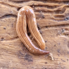 Fletchamia quinquelineata (Five-striped flatworm) at Bruce, ACT - 7 Dec 2021 by tpreston