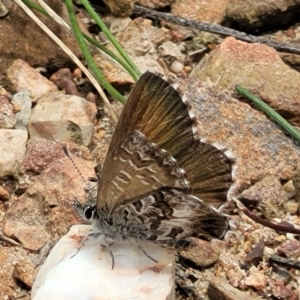 Neolucia agricola at Bruce, ACT - 7 Dec 2021