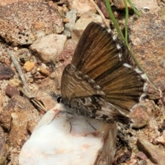 Neolucia agricola at Bruce, ACT - 7 Dec 2021