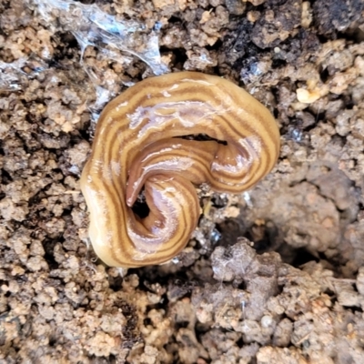 Fletchamia quinquelineata (Five-striped flatworm) at Bruce, ACT - 7 Dec 2021 by tpreston