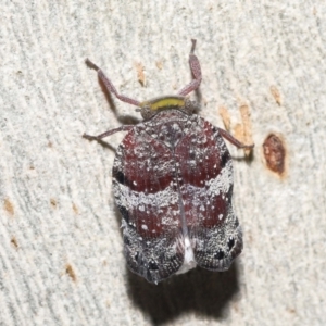 Platybrachys decemmacula at Acton, ACT - 3 Dec 2021