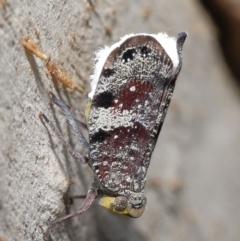 Platybrachys decemmacula at Acton, ACT - 3 Dec 2021