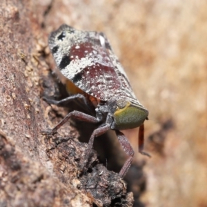 Platybrachys decemmacula at Acton, ACT - 3 Dec 2021