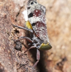 Platybrachys decemmacula at Acton, ACT - 3 Dec 2021