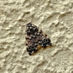 Halone coryphoea (Eastern Halone moth) at Wandiyali-Environa Conservation Area - 6 Dec 2021 by Wandiyali