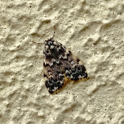Halone coryphoea (Eastern Halone moth) at Googong, NSW - 6 Dec 2021 by Wandiyali