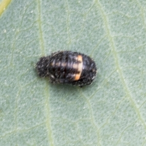 Hippodamia variegata at Yaouk, NSW - 5 Dec 2021