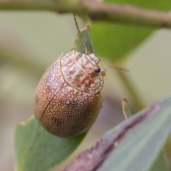 Paropsis atomaria at Yaouk, NSW - 5 Dec 2021