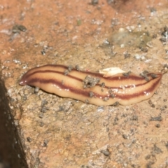 Anzoplana trilineata (A Flatworm) at Higgins, ACT - 9 Nov 2021 by AlisonMilton