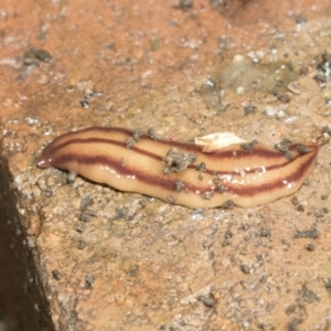 Anzoplana trilineata at Higgins, ACT - 9 Nov 2021 08:45 AM