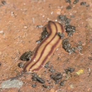 Anzoplana trilineata at Higgins, ACT - 9 Nov 2021