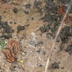 Anzoplana trilineata at Higgins, ACT - 9 Nov 2021 08:45 AM