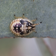 Anischys sp. (genus) (Unidentified Anischys bug) at Bruce Ridge to Gossan Hill - 11 Nov 2021 by AlisonMilton