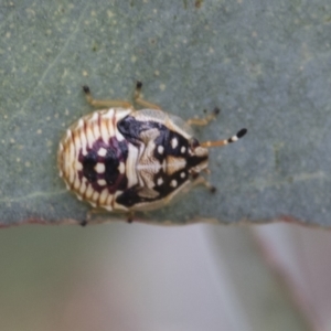 Anischys sp. (genus) at Bruce, ACT - 11 Nov 2021 11:16 AM