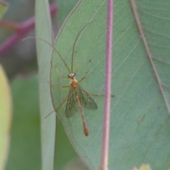 Enicospilus sp. (genus) (An ichneumon wasp) at Hawker, ACT - 19 Nov 2021 by AlisonMilton