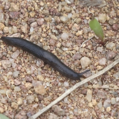 Deroceras laeve (Marsh Slug) at The Pinnacle - 19 Nov 2021 by AlisonMilton