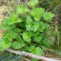 Pelargonium sp. (A Native Stork’s Bill) at Cotter River, ACT - 5 Dec 2021 by ChickenLittle