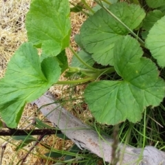 Pelargonium sp. at Cotter River, ACT - 5 Dec 2021