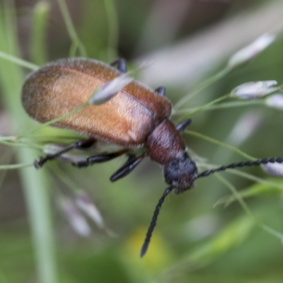 Ecnolagria grandis (Honeybrown beetle) at Yaouk, NSW - 5 Dec 2021 by AlisonMilton