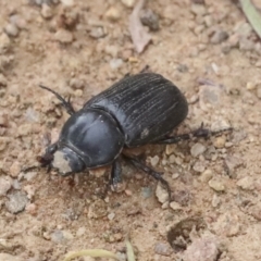 Semanopterus subcostatus (Scarab beetle) at Hawker, ACT - 19 Nov 2021 by AlisonMilton