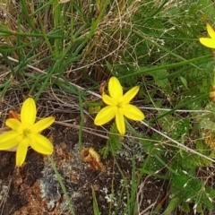 Tricoryne elatior (Yellow Rush Lily) at The Pinnacle - 6 Dec 2021 by sangio7