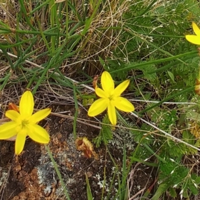 Tricoryne elatior (Yellow Rush Lily) at Hawker, ACT - 6 Dec 2021 by sangio7