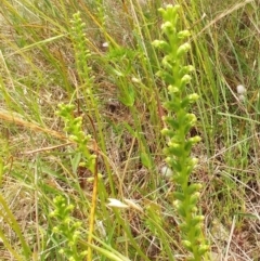 Microtis sp. (Onion Orchid) at The Pinnacle - 6 Dec 2021 by sangio7