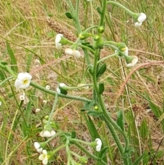 Hackelia suaveolens (Sweet Hounds Tongue) at Hawker, ACT - 6 Dec 2021 by sangio7