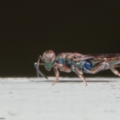 Cleonyminae (subfamily) (Parasitic wasp) at Acton, ACT - 6 Dec 2021 by Roger