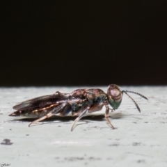 Cleonyminae (subfamily) at Acton, ACT - 7 Dec 2021 09:52 AM