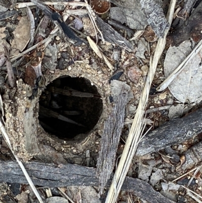 Portacosa cinerea (Grey wolf spider) at Duffy, ACT - 7 Dec 2021 by AJB