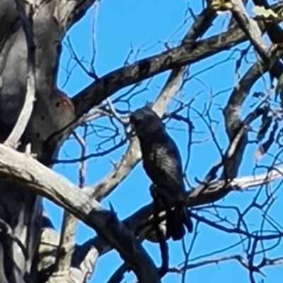 Callocephalon fimbriatum (Gang-gang Cockatoo) at O'Malley, ACT - 30 Nov 2021 by Mike