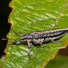 Rhinotia adelaidae (A belid weevil) at Acton, ACT - 6 Dec 2021 by Roger