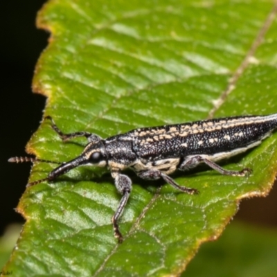 Rhinotia adelaidae (A belid weevil) at ANBG - 6 Dec 2021 by Roger