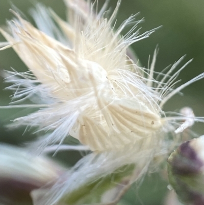 Rytidosperma (genus) (Wallaby Grass) at Holder Wetlands - 7 Dec 2021 by AJB
