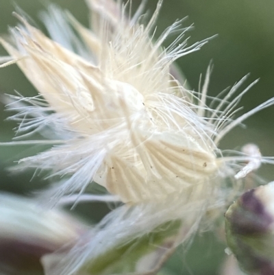 Rytidosperma sp. (Wallaby Grass) at Holder, ACT - 7 Dec 2021 by AJB