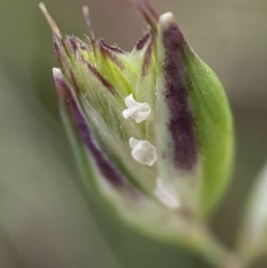 Rytidosperma sp. at Holder, ACT - 7 Dec 2021