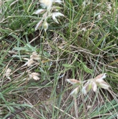 Rytidosperma sp. at Holder, ACT - 7 Dec 2021 02:37 PM