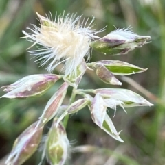 Rytidosperma sp. at Holder, ACT - 7 Dec 2021