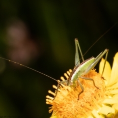 Conocephalomima barameda (False Meadow Katydid, Barameda) at Acton, ACT - 7 Dec 2021 by Roger