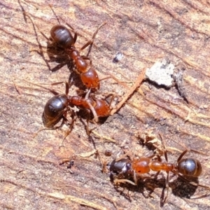 Papyrius nitidus at Coree, ACT - 7 Dec 2021