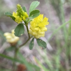 Trifolium campestre (Hop Clover) at Duffy, ACT - 7 Dec 2021 by AJB